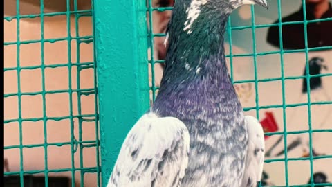 Ustad Malik Mokam's Jadugar Breed Pigeons