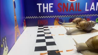 Giant Snail Racing