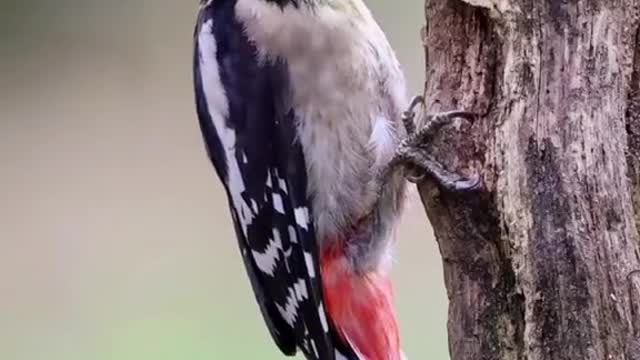 Great spotted woodpecker