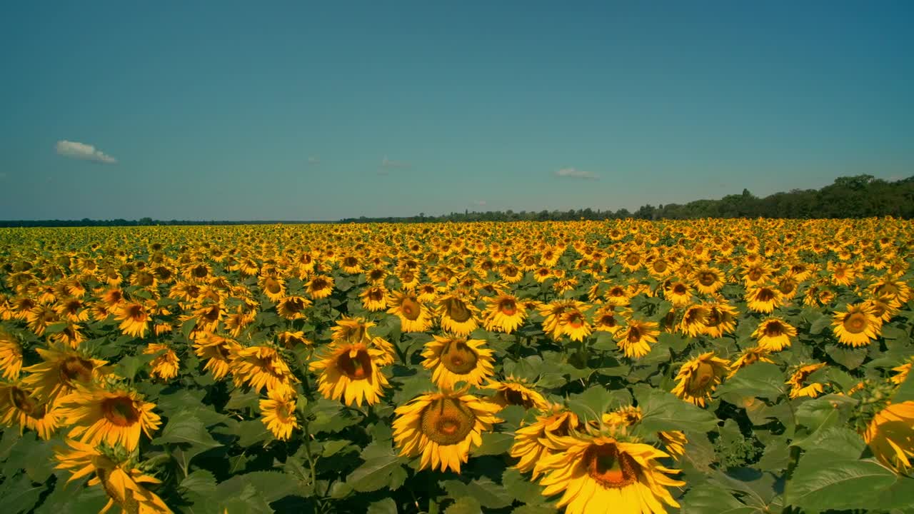 Gigantic field of sunflowers on a sunny day