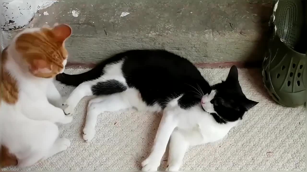 Funny & Cute Cat Compilation Video