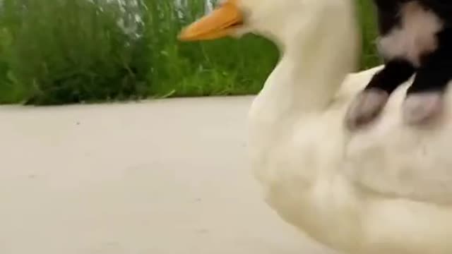 dog and duck friendship