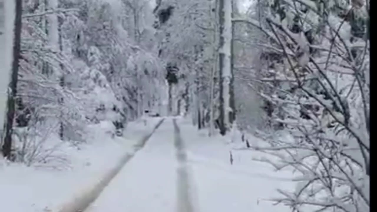 beautiful forest with snow in switzerland😃 ❄️