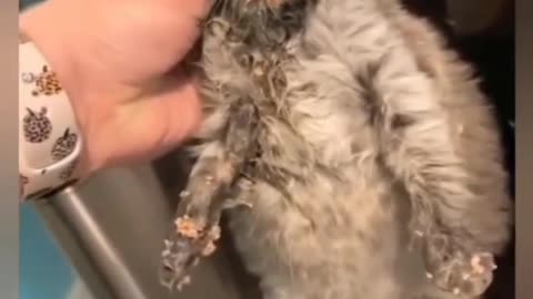 Funniest Animal Videos Collection