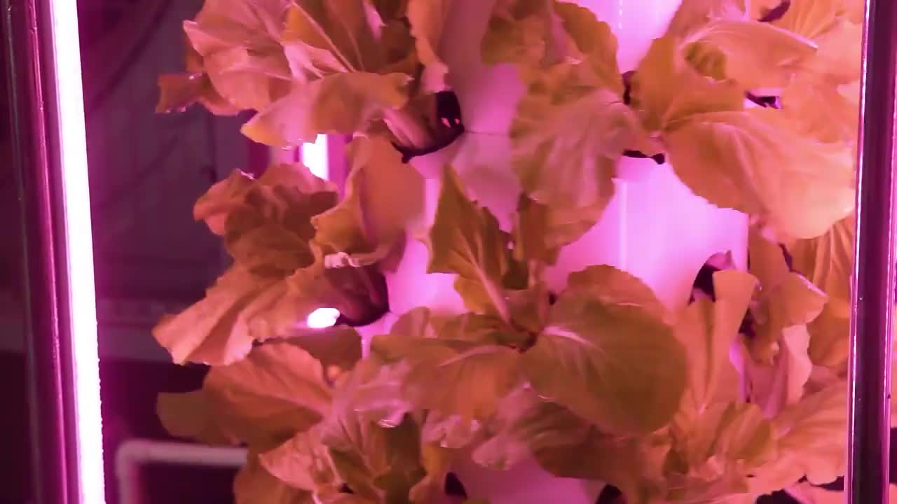 Vertical tower of the Lyine hydroponics growth system