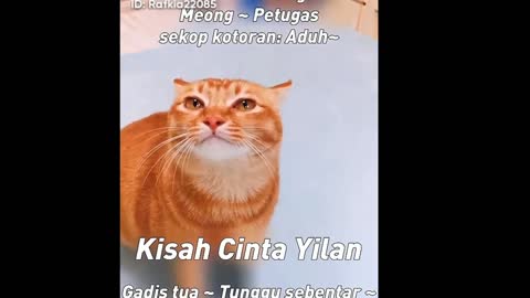 Singing cat part4