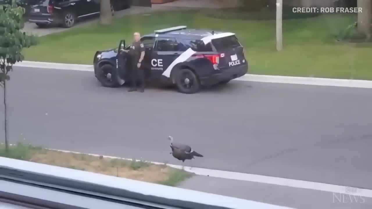 WATCH: Wild turkey faces off against Canadian police officer