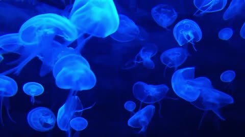 DEEP OCEAN - Drifting Jellyfish with Ambient and Calming Music for Relaxation-13