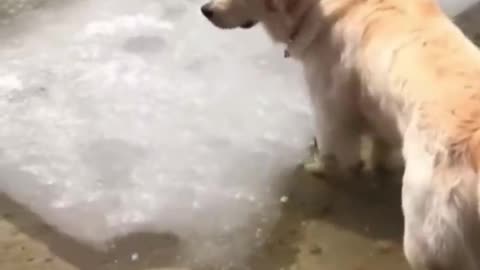 AWW Top Funny Cats And Dogs Videos