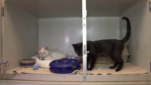 Black and White Cats in the Their Cages at Animal Shelter