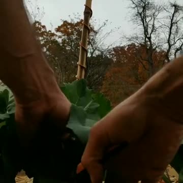 Harvest Collard Greens