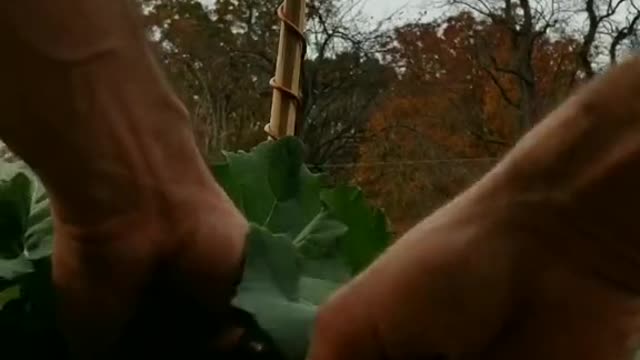 Harvest Collard Greens