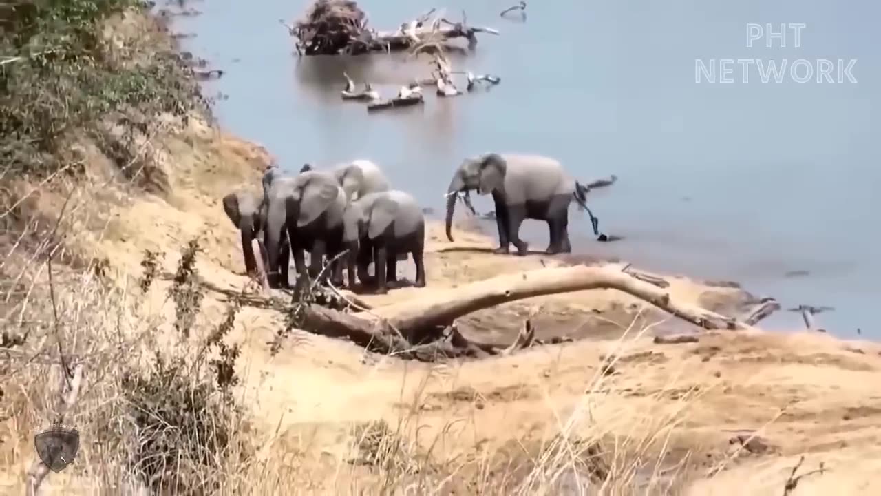 Herd Of Elephants Rescues Baby Monkey From Leopard Hunting