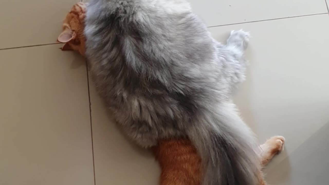 Fluffy Cat Sits On Sibling