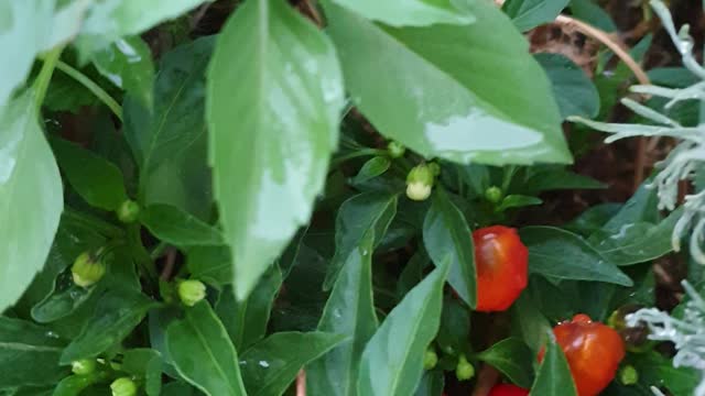 My small garden