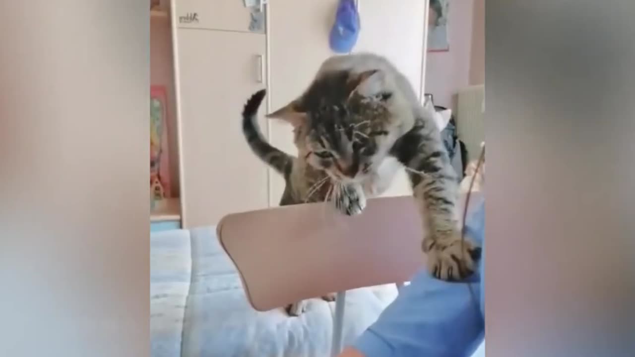 funny cat