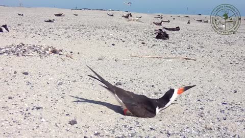 Crab Bank Seabird Sanctuary Nesting Season 2022 Highlights_Cut