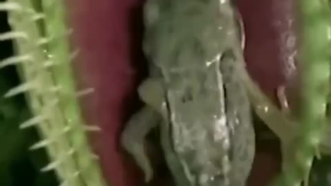 the frog climbs up and gets locked in this leash