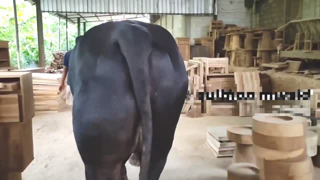 which is currently the biggest cow contest viral in Asia