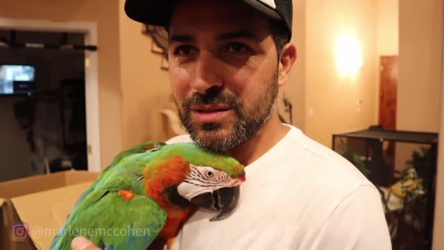 MY PARROTS FUNNIEST MOMENTS COMPILATION