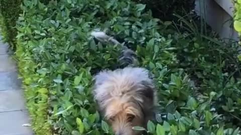 Dog Hides Inside Bushes While Owner Looks For Her
