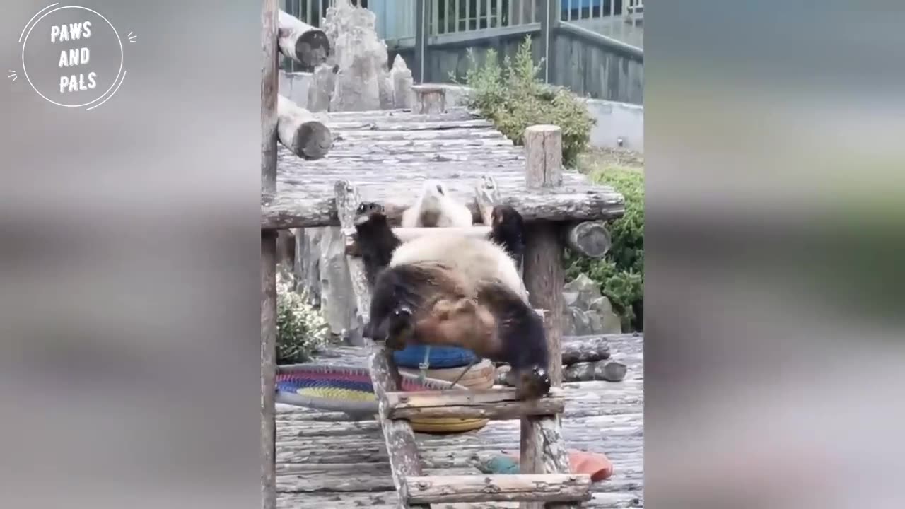 AWW SO CUTE!!! BABY PANDAS Playing With Zookeeper | Funny baby pandas | Baby panda falling