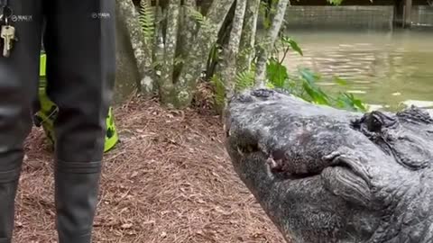 Talking alligator