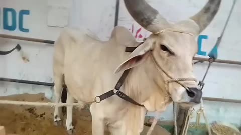 Visit cow mandi jdc Karachi