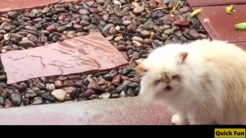 Dogs and Cats, Baby Pets Funny Videos