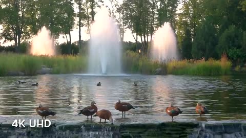 Beautiful Bird Sounds Nature Relaxation