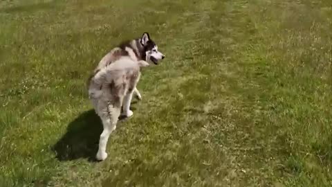 Husky and I Can't Believe it's Gone Already!
