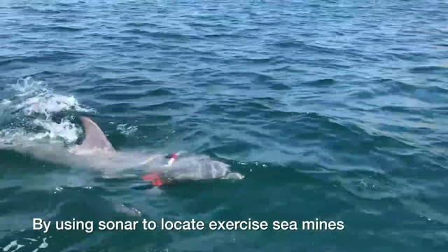 The Mine-Hunting Dolphin of the US Navy Returns From Mission