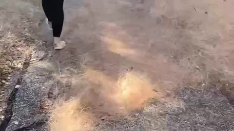 INTO THE SUN