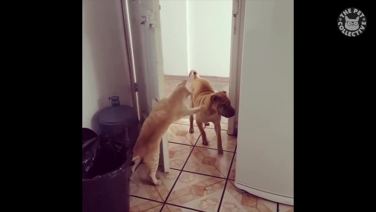 Cat closed the door in see dog😅😅