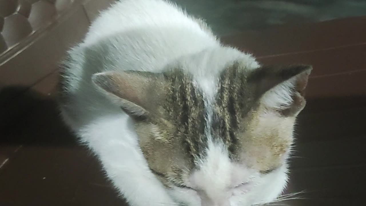 Cute 🐱Cat video