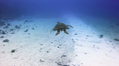 underwater shooting camera