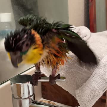 Baby parrot sings in the shower