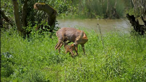 Deer video