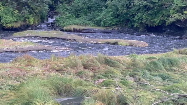 Alaskan River is Completely Filled with Salmon