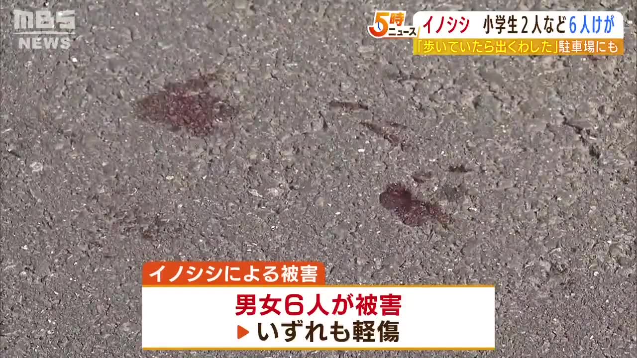 『僕がかまれた。怖かったね』住宅街に体長1m超のイノシシ出現…小1含む6人がけが(2022年11月9日)_2