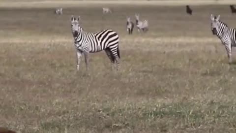 South africa forest Lion hunting zebra