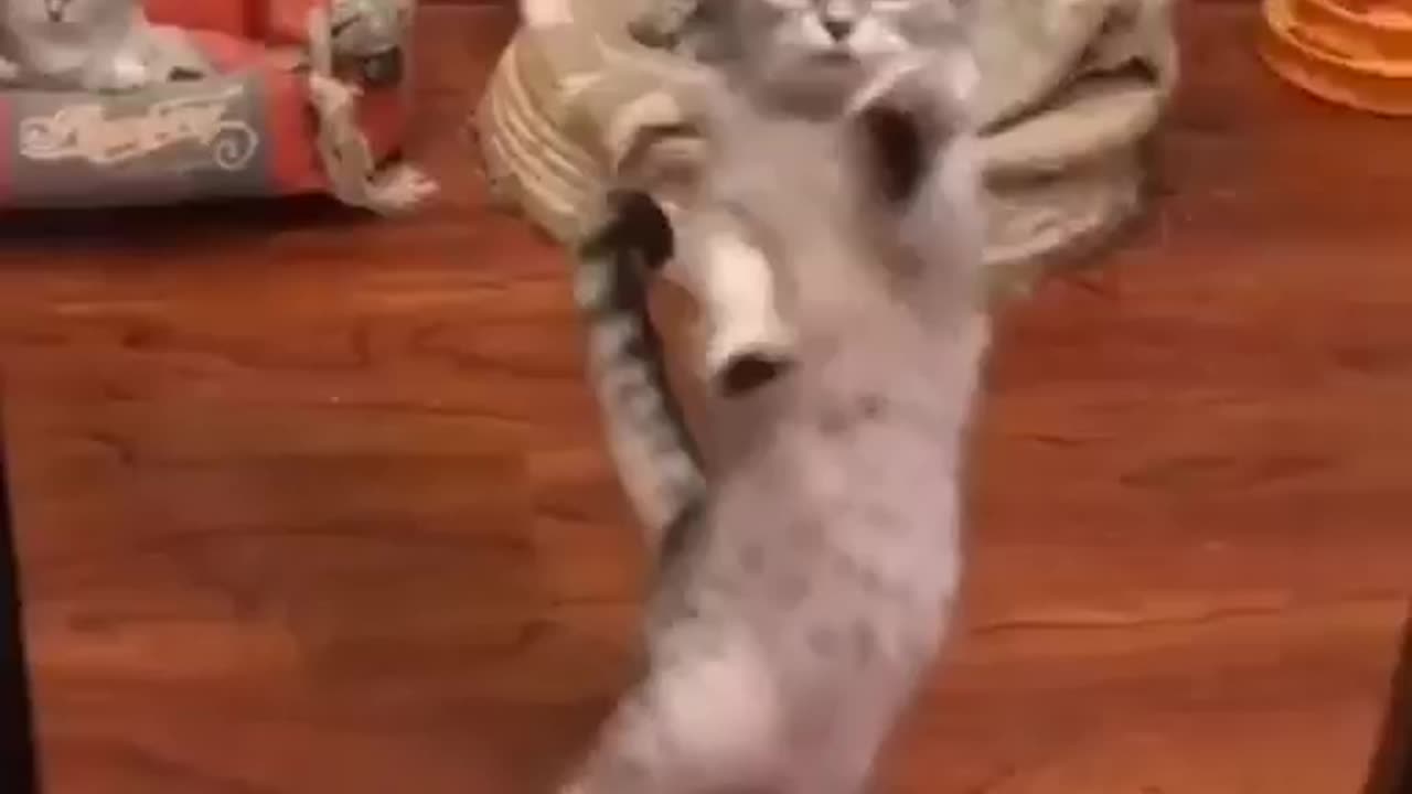 Dancing Cat . Cat Funny Video . Animals Funny Video