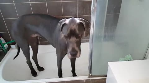 Clever Great Dane Knows What To Do When It’s Bath Time