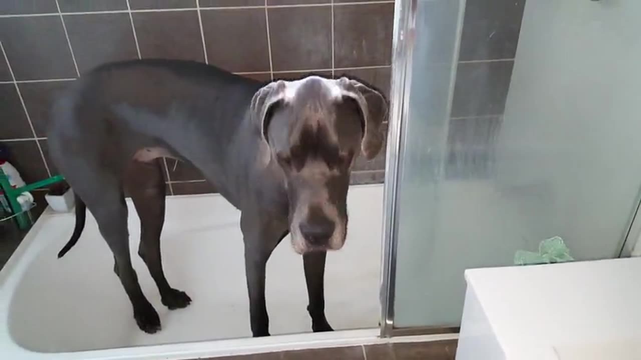 Clever Great Dane Knows What To Do When It’s Bath Time