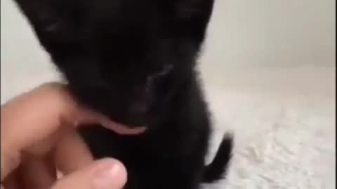 A sticky little black cat with a finger