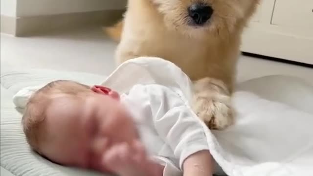 Wow what a caering Dog 🐕 , 💕 lovely