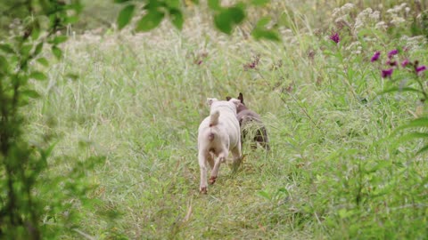 small puppy run from large