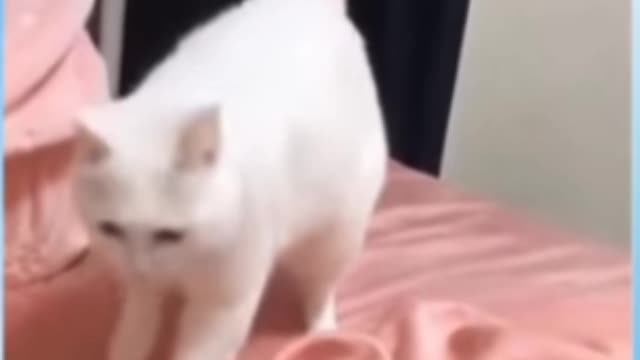 Beatboxing cat goes viral | funny cat video