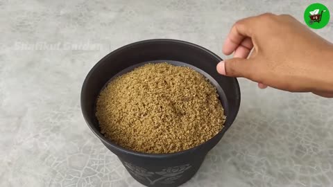 How to grow guava trees from guava leaves