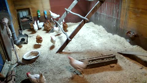 The chicken coop